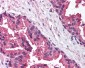 MICA Antibody (C-Terminus)